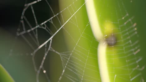 Close-up-of-backlit-spider's-web-on-sunny-day,-slow-motion