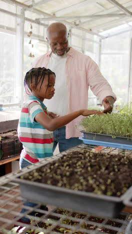 Video-Vertical-De-Abuelo-Y-Nieto-Afroamericanos-Cuidando-Plantas,-Cámara-Lenta