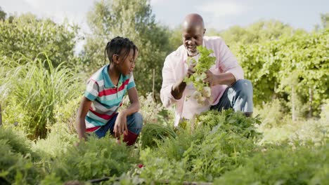 Glücklicher-älterer-Afroamerikanischer-Großvater-Und-Enkel-Pflücken-Gemüse-Im-Sonnigen-Gemüsegarten