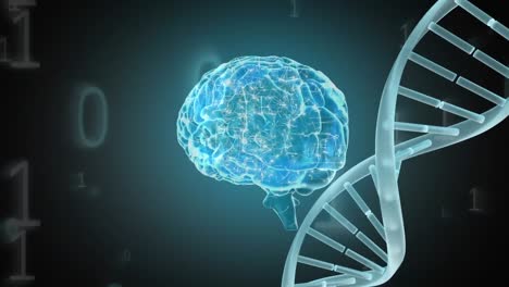 Animation-of-human-brain,-dna-strand-and-binary-coding-over-green-background