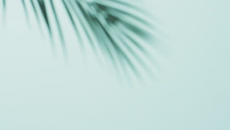 Animation-of-shadow-of-palm-tree-leaf-moving-with-copy-space-over-blue-background