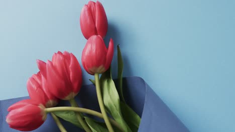 Video-Eines-Straußes-Roter-Tulpen-Mit-Kopierraum-Auf-Blauem-Hintergrund