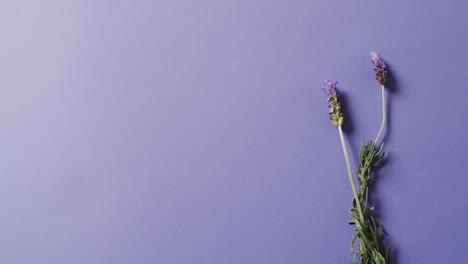 Video-of-lavender-flowers-and-leaves-with-copy-space-on-purple-background