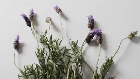 Video-of-lavender-flowers-and-leaves-with-copy-space-on-white-background