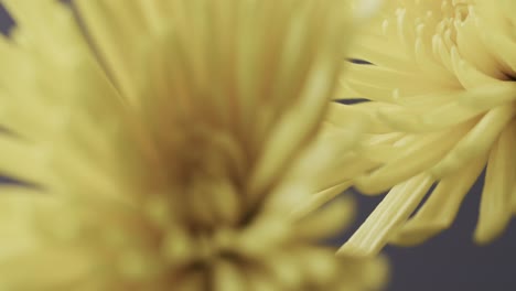 Micro-video-of-close-up-of-yellow-flowers-with-copy-space-on-grey-background