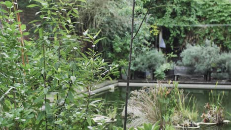 Nahaufnahme-Eines-Sonnigen-Gartens-Mit-Pflanzen-Und-Teich,-Zeitlupe
