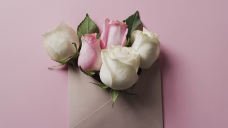 Video-of-bunch-of-white-and-pink-roses-in-envelope-and-copy-space-on-pink-background