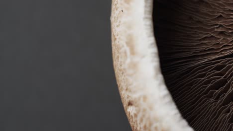 Micro-video-of-close-up-of-mushroom-with-copy-space-on-grey-background