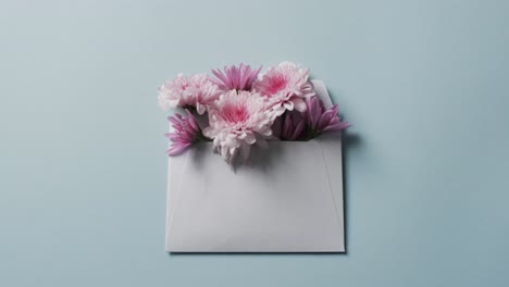 Video-Von-Rosa-Blumen-In-Weißem-Umschlag-Und-Kopierraum-Auf-Blauem-Hintergrund