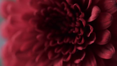 Micro-video-of-close-up-of-red-flower-with-copy-space-on-grey-background