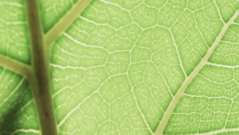 Micro-video-of-close-up-of-green-leaf-with-copy-space