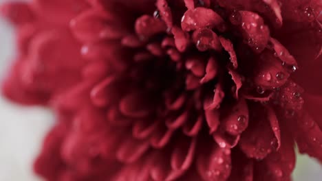 Micro-video-close-up-of-red-flower-with-copy-space-on-white-background