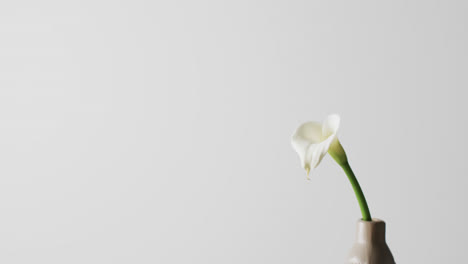Video-Einer-Weißen-Kalia-Blume-In-Einer-Weißen-Vase-Mit-Kopierraum-Auf-Weißem-Hintergrund