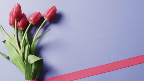 Video-Eines-Straußes-Roter-Tulpen-Mit-Rotem-Band-Auf-Kopierfläche-Auf-Violettem-Hintergrund