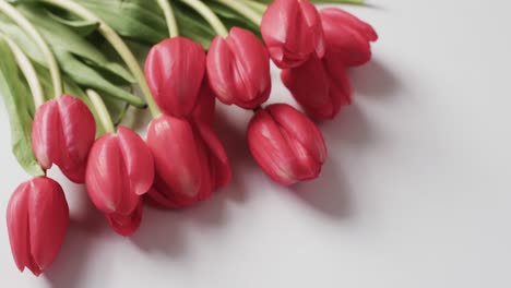 Video-Eines-Straußes-Roter-Tulpen-Mit-Kopierraum-Auf-Weißem-Hintergrund