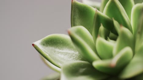 Micro-video-of-close-up-of-green-cactus-plant-with-copy-space-on-grey-background