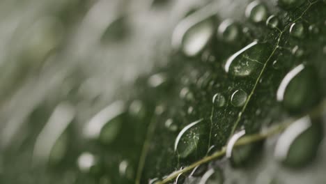 Micro-video-of-close-up-of-leaves-and-water-drops-with-copy-space