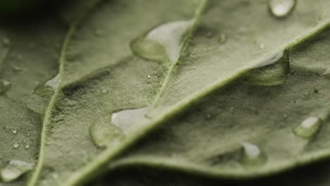 Micro-video-of-close-up-of-green-leaf-with-water-drops-and-copy-space