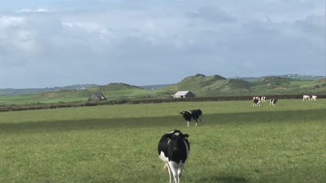 Kühe-Auf-Einem-Feld