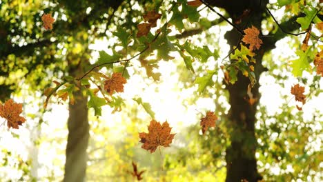 Animation-of-autumn-leaves-floating-and-falling-against-view-of-sun-shining-through-the-trees