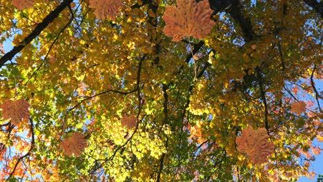 Animation-of-autumn-leaves-falling-against-low-angle-view-of-trees-and-sky