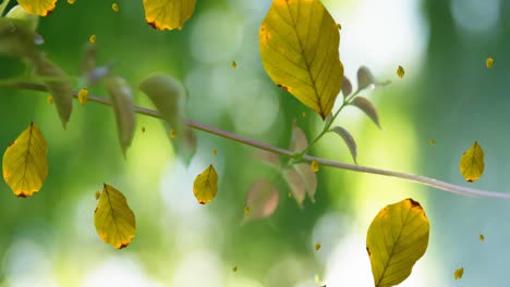 Animation-of-autumn-leaves-falling-against-close-up-view-of-leaves-on-a-tree-branch