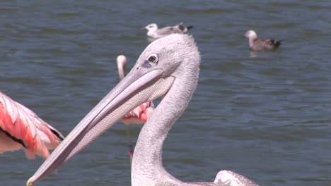 Close-up-of-Pelicans