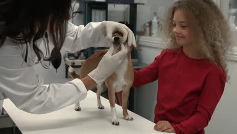 Vet-examining-little-dog-in-her-office-with-young-owner