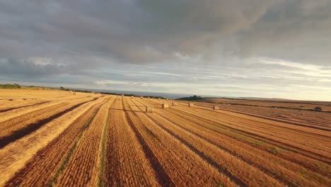 Drone-footage-of-golden-fields-