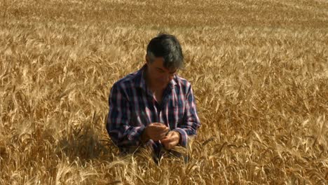 Farmer-checking-his-crops