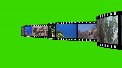 Videomontage-Von-Wildtieren