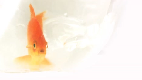 Gold-Fish-2