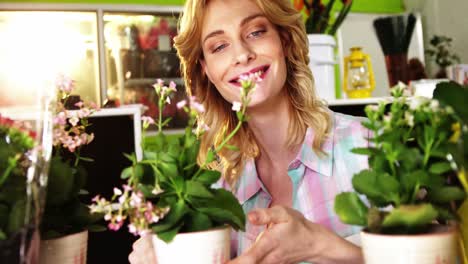 Female-florist-arranging-pot-plant-in-flower-shop