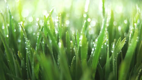 Spraying-water-on-green-grass