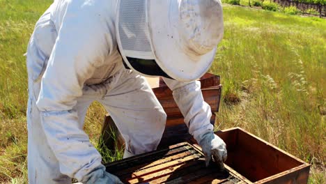 Imker-Entfernt-Einen-Holzrahmen-Aus-Einem-Bienenstock