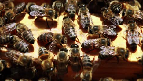 Nahaufnahme-Eines-Mit-Bienen-Bedeckten-Honigbienenrahmens