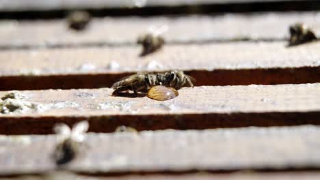 Nahaufnahme-Von-Honigbienen,-Die-Sich-Von-Honig-Ernähren
