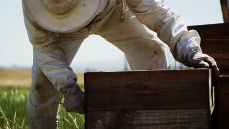 Beekeeper-removing-a-honey-frame-from-beehive