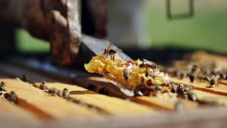 Beekeeper-removing-honeycomb-from-beehive-in-apiary