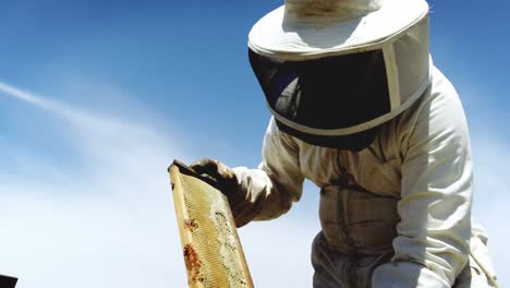 Beekeeper-harvesting-honey