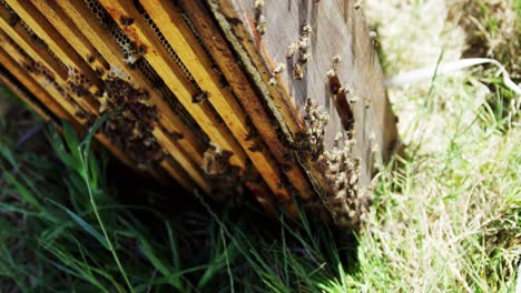 Close-up-of-honey-bee-box-covered-with-bees