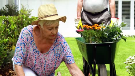 Senior-couple-interacting-with-each-other-while-gardening-