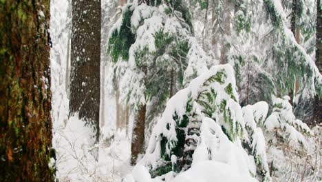 árboles-Cubiertos-De-Nieve
