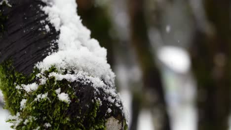Baumstamm-Mit-Schnee-Bedeckt