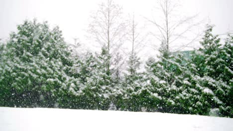 Bäume-Im-Winter-Mit-Schnee-Bedeckt