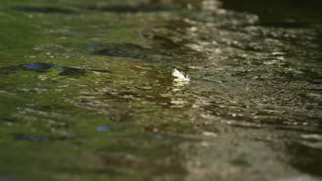 Close-up-of-fly-fishing-lure-on-river-surface