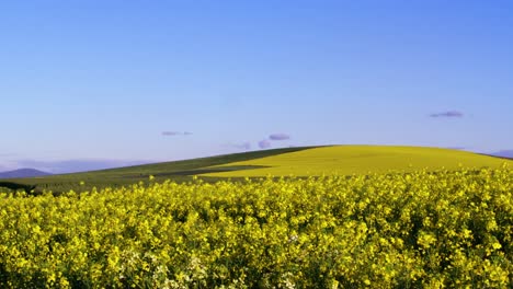 View-of-beautiful-mustard-field