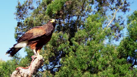 Falcon-eagle-perched-on-branch