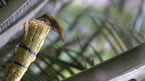 Burung-Madu-Kelapa-O-Pájaro-Sol-De-Garganta-Marrón-Posado-Y-Comiendo-En-Un-Cocotero