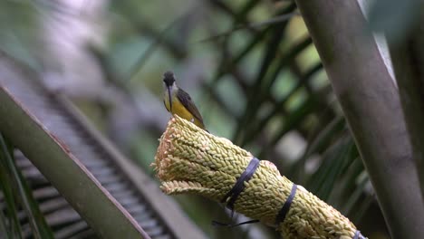 Braunkehlnektarvogel-Oder-Burung-Madu-Kelapa-Oder-Anthreptes-Malacensis-Ist-Ein-Nektarfressender-Vogel-Und-Hat-Seinen-Lebensraum-In-Offenen-Höfen,-Kokosnusshainen,-Küstenbüschen-Und-Mangrovenwäldern